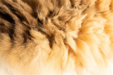 close  fur texture domestic cat pet portrait  sunlight