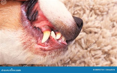 What Are Incisor Teeth In Dogs