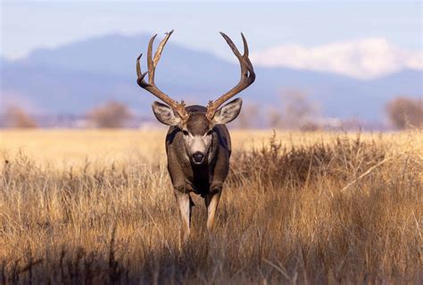 Deer Season in California - A-Z Animals