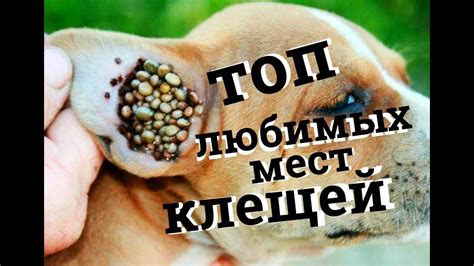 Топ любимых мест клещей. Мокрый нос - YouTube