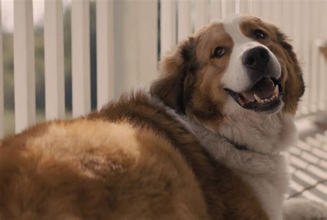 Рецензия на фильм «Путешествие хорошего пса» / A Dog's Journey