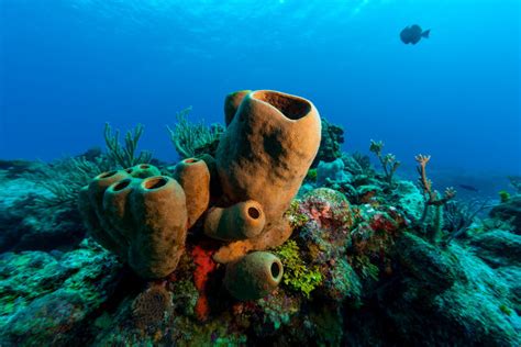 Habitat Dos Poríferos - Poríferos