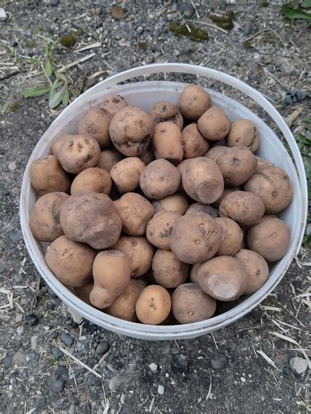Продам семеную картофель жёлтую , хорошо разваривается ) 2025 ...