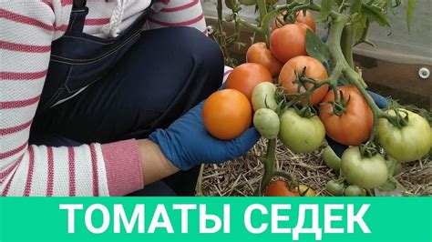 ЭТИМ ТОМАТАМ НЕТ КОНКУРЕНТОВ! БЕССТЫДНО ВКУСНЫЕ И НЕПРИЛИЧНО УРОЖАЙНЫЕ ...