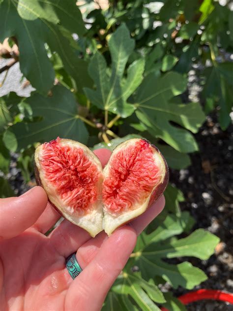 little miss figgy fig tree