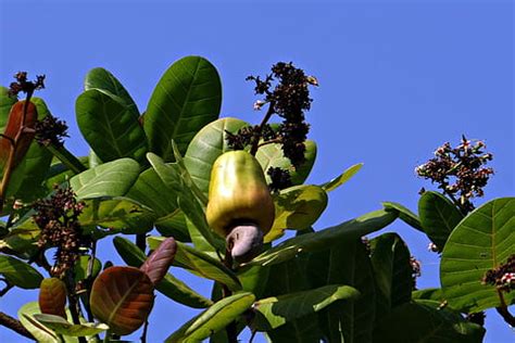 HD wallpaper: cashew nuts, fruit, tree, anacardiaceae, mango family ...