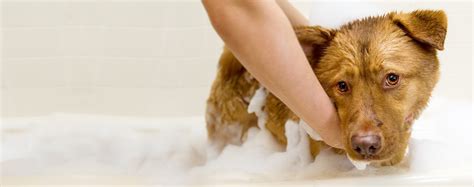 how often to bathe dog with allergies