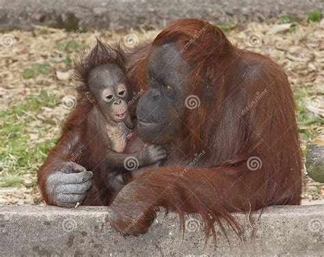 Baby Orangutan and mother stock photo. Image of primate - 20903964