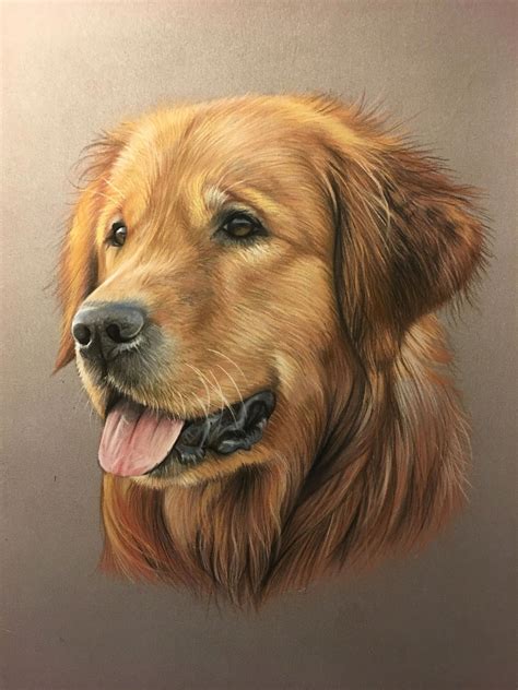 Realistic Golden Retriever Drawing - Drawing Improvement Challenges