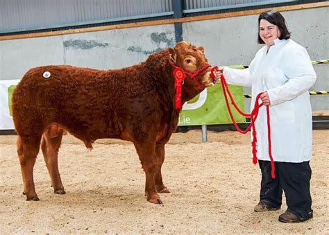 whpr breeder profile  focus    firmly   collection