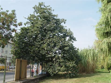 Diospyros lotus - Chinese Date Plum - Jurassicplants Nurseries