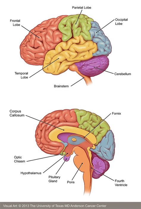 Types Of Brain Tumor