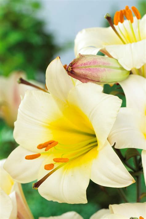 Lilium White Planet