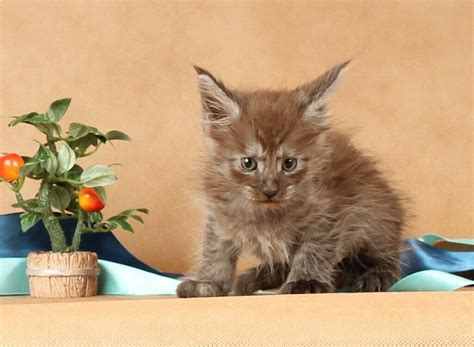 Котята > www.cats-xo.ru