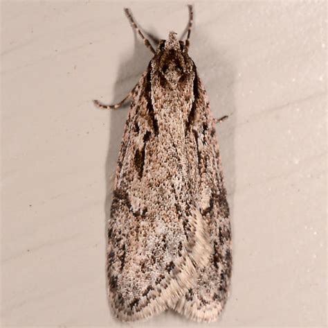 Semioscopis - Semioscopis aurorella - BugGuide.Net