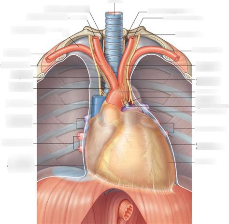 superior mediastinum diagram quizlet