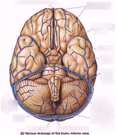 Confluence Of Sinuses Skull