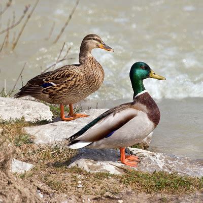 Pato Macho E Fêmea - Pato-real | Vida em Destaque - FCiências