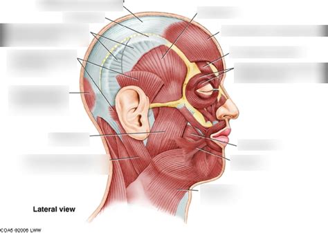 Facial Muscles in profile Diagram | Quizlet