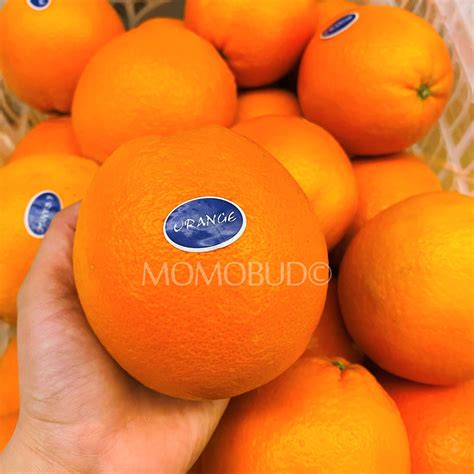 China Navel Orange (Large, 5pcs) — MomoBud