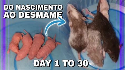 Quantos Ratos Nascem Numa Ninhada