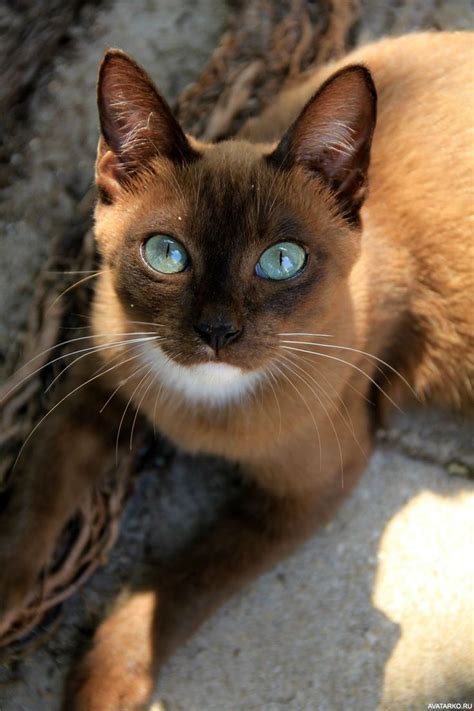 #Животные, #Коты, #аватары, #картинки, #фото, #авы, https://avatarko.ru ...