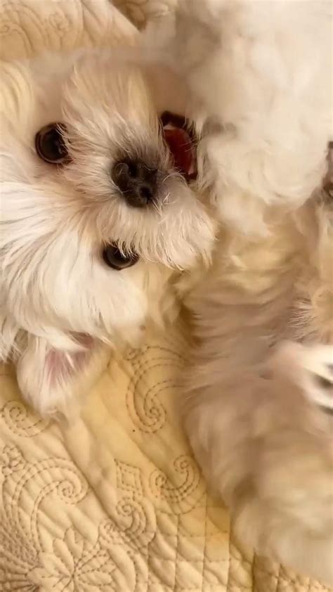 The most cutest maltese videos and images – Artofit