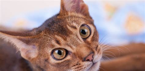 Discover the Enigmatic and Elegant World of the Abyssinian Cat Breed ...
