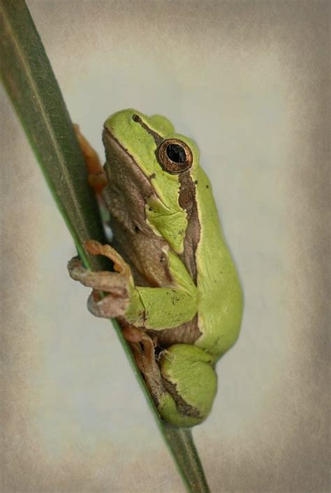 Жаба дървесница(Hyla orientalis) | Author Krasimira Dimitrova - KrasiPD ...