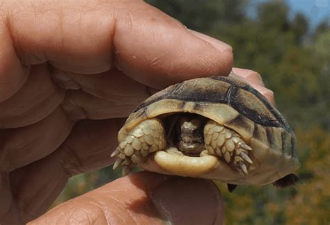 Information On Greek Tortoises