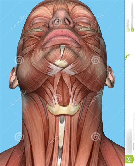 Chin & Neck Muscles Diagram | Quizlet