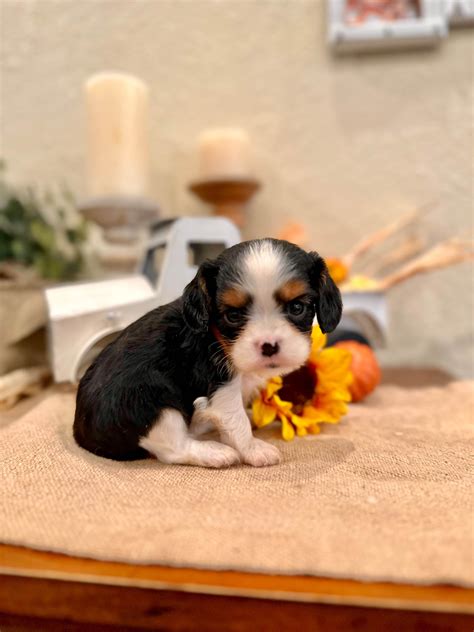 Cavalier King Charles Spaniel Puppies For Sale In Texas