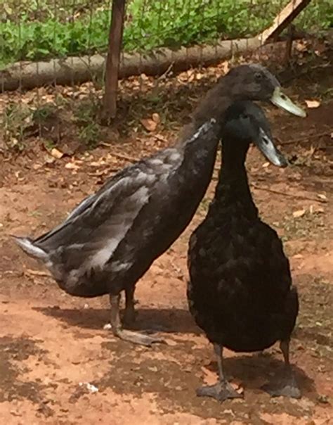 12 week old ducks sex and breed? | BackYard Chickens - Learn How to