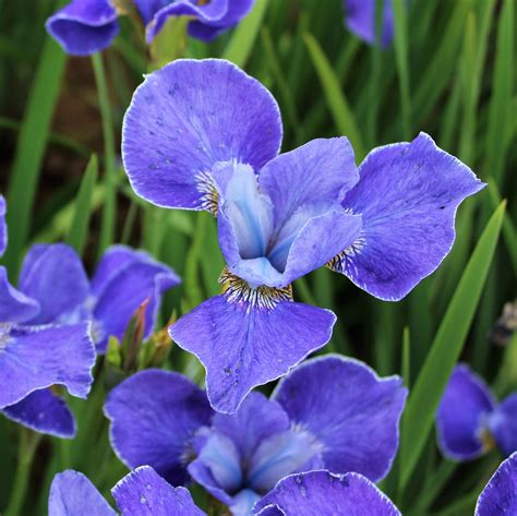 Siberian Iris Silver Edge – Easy To Grow Bulbs