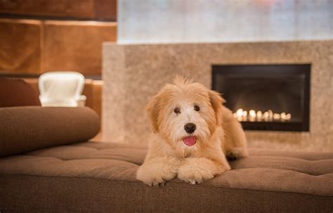 The 8 Best Pet-Friendly Hotels in Houston - The Vets