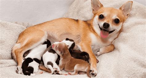 how to tell your dog is in labor