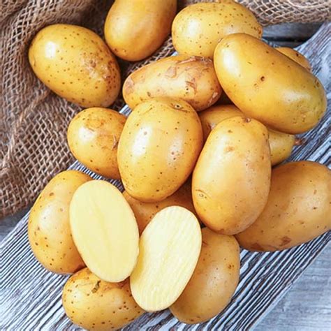 Продам СЕМЕННОЙ картофель Королева Анна 1Р - Голландия, 5кг, 25 кг ...