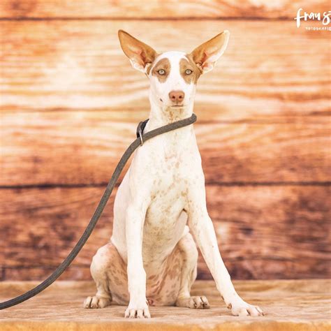 Podenco Andaluso – podencosangels