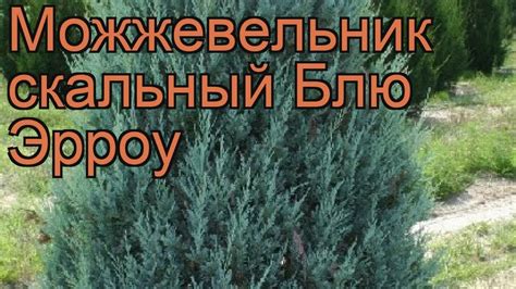 Можжевельник скальный Блю Эрроу (blue arrow) 🌿 обзор: как сажать ...
