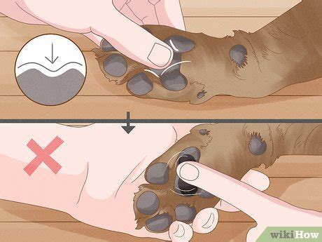 how to moisturize a dog's paws