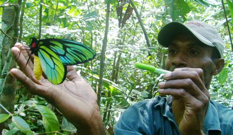 Queen Alexandra’s Birdwing: Ornithoptera alexandrae - SBBT