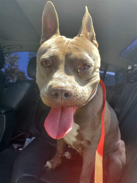 Neglected Dog Abandoned At The Shelter Finally Finds Her Forever Home In Oregon