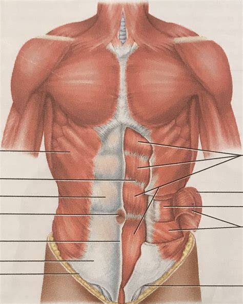 muscles of abdominal wall Diagram | Quizlet