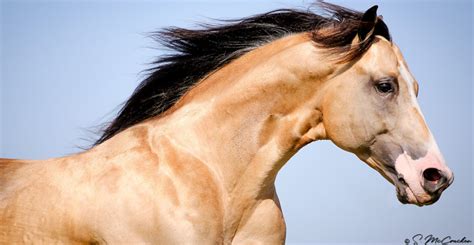 Head Of Buckskin Quarter Horse