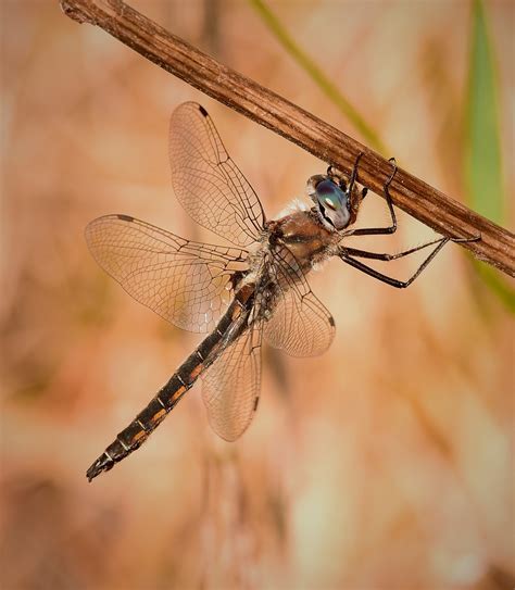 About Robust Baskettail - Maryland Biodiversity Project