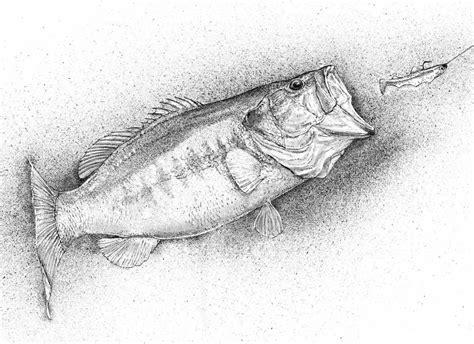 Largemouth Bass Drawing at PaintingValley.com | Explore collection of ...