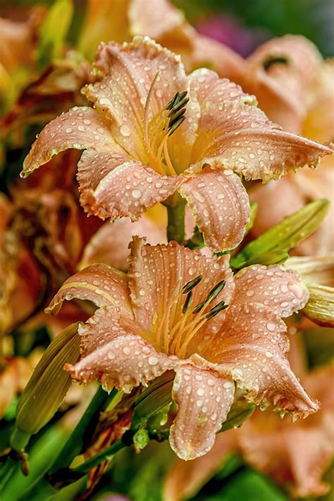 10 Low-Maintenance Perennial Flowers for Your Garden