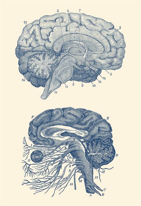 Brain Anatomy Drawing at PaintingValley.com | Explore collection of
