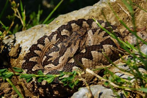 Vipere din Romania: Unde le putem vedea și ce trebuie să facem când ...