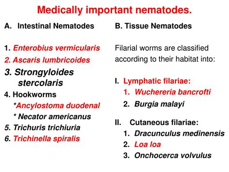 PPT - Nematodes PowerPoint Presentation, free download - ID:5641764